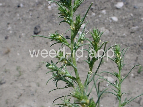 thistle, Russian
